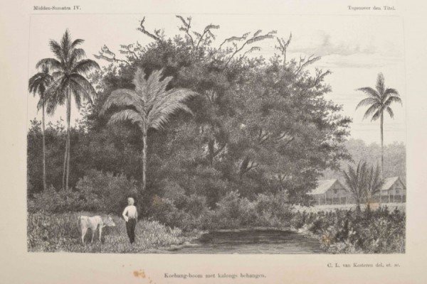 Jantung Pisang dan Duri Landak Putih untuk Obat